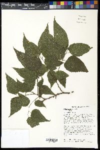 Celtis laevigata image