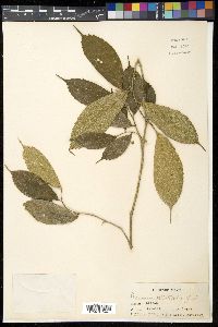 Gironniera celtidifolia image