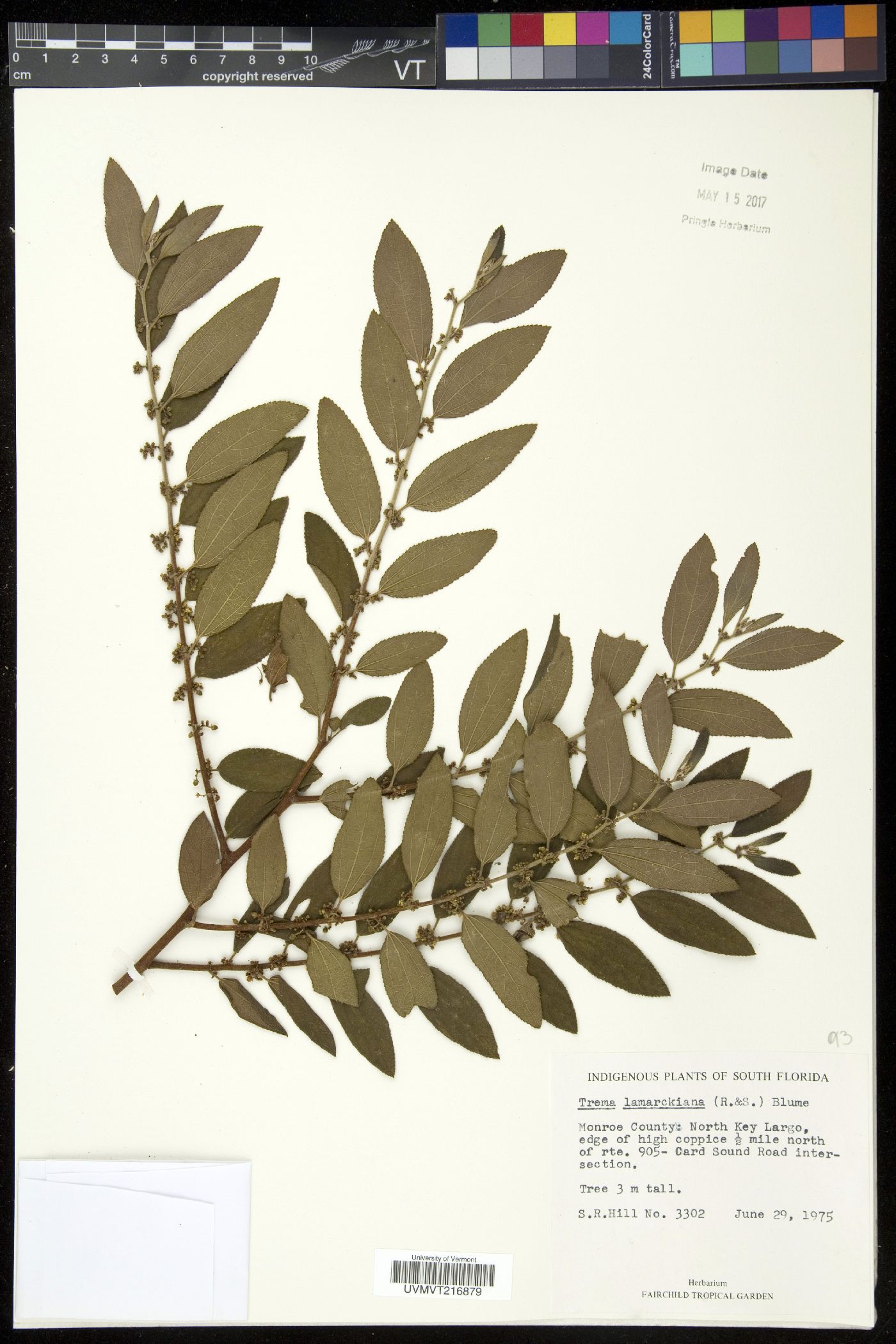 Trema lamarckiana image