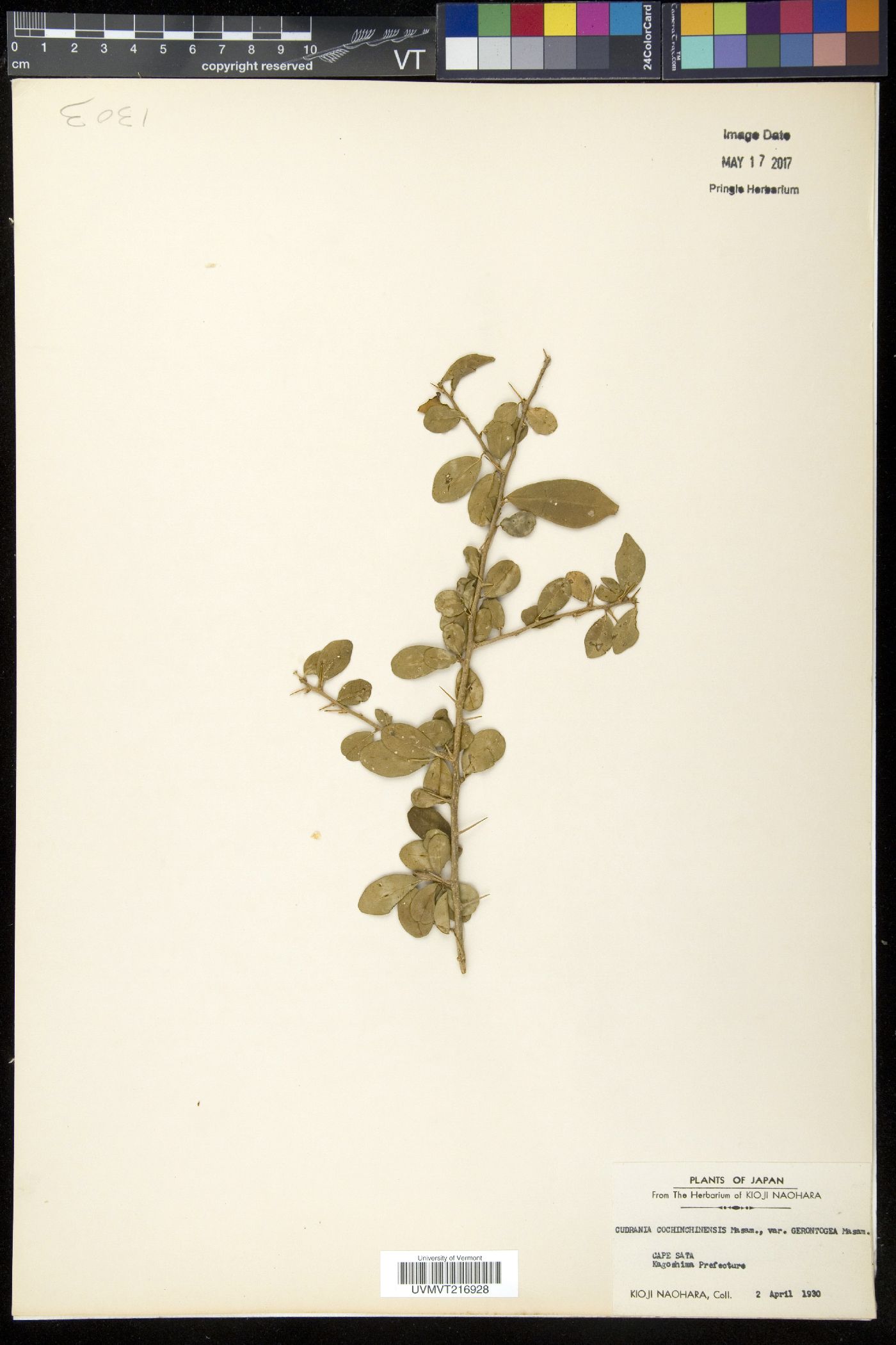 Cudrania cochinchinensis image