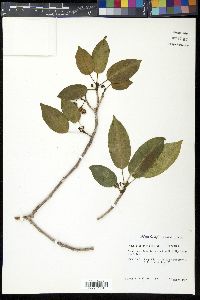 Ficus citrifolia image