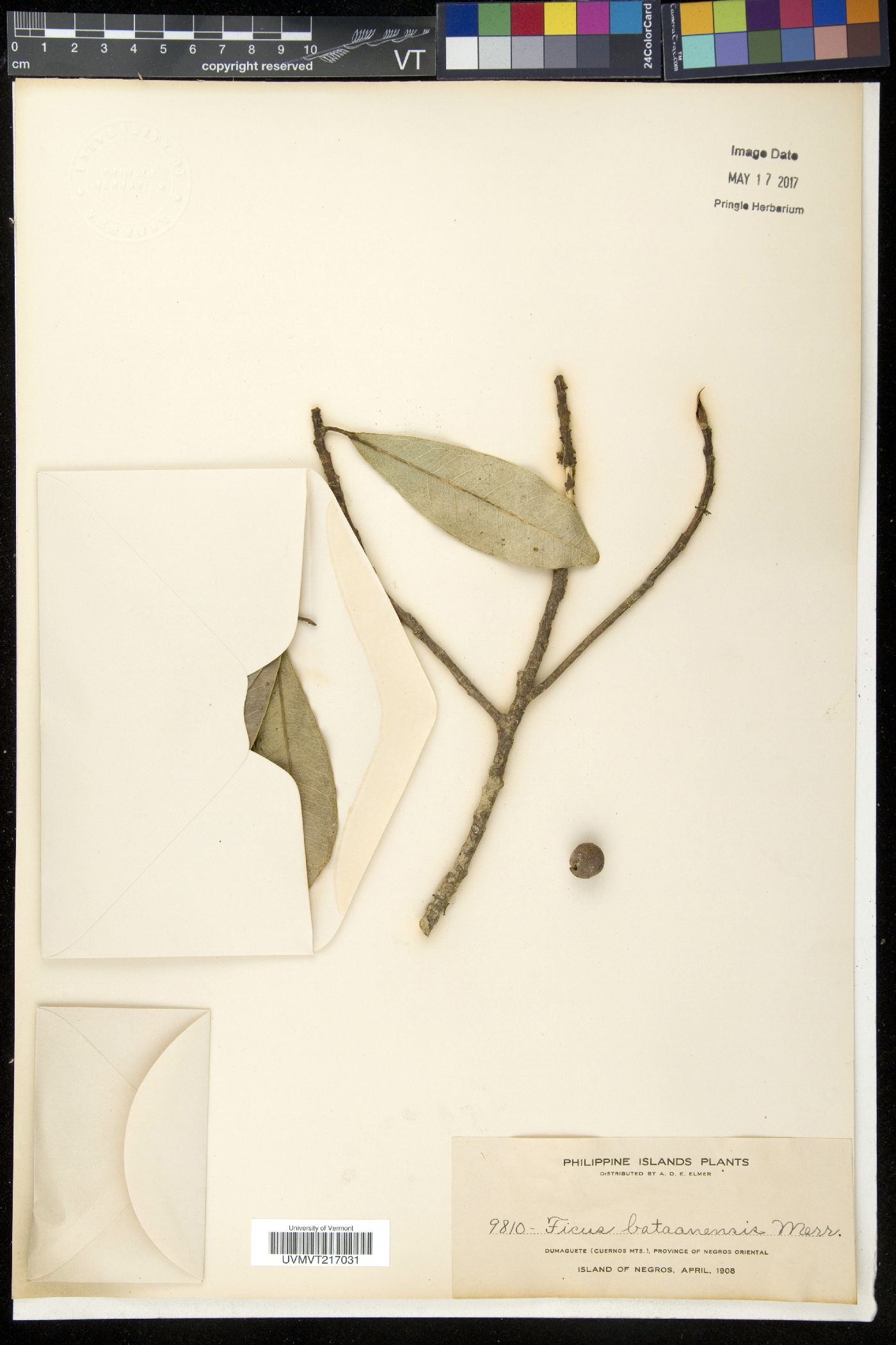 Ficus bataanensis image