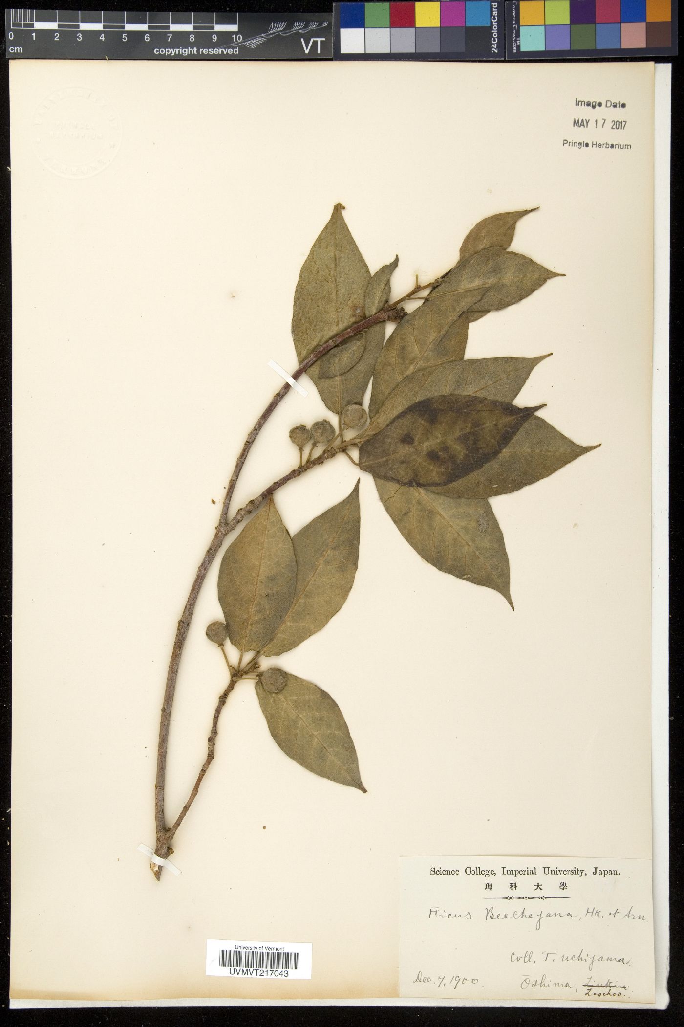 Ficus erecta var. beecheyana image