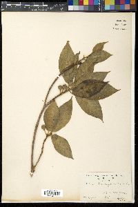 Ficus erecta image