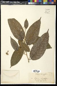 Ficus subulata image