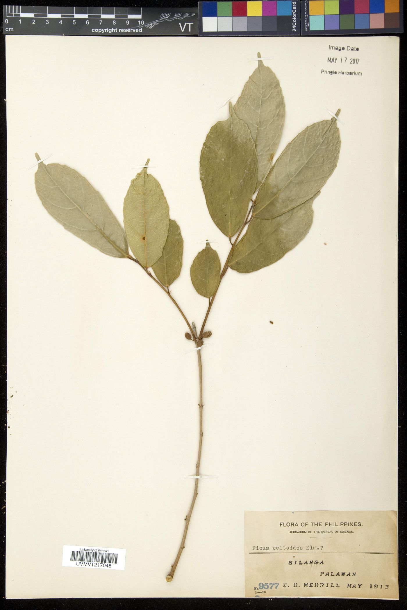 Ficus cumingii image