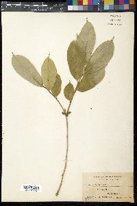 Ficus cumingii image