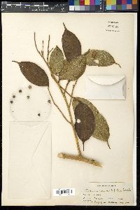 Ficus grewiifolia image