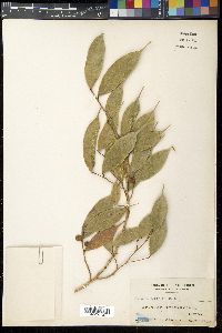 Ficus grewiifolia image