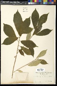 Ficus formosana image