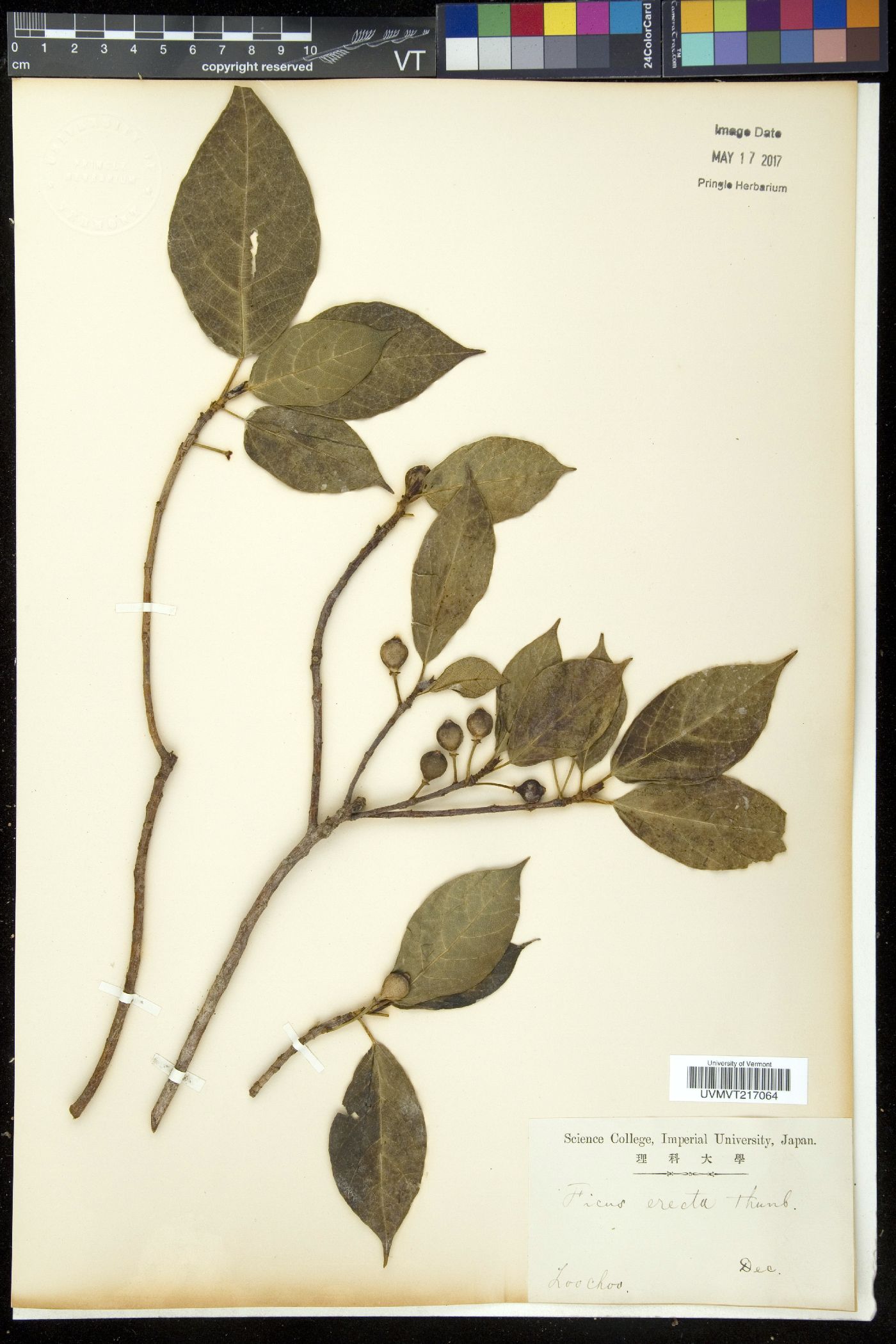 Ficus erecta image