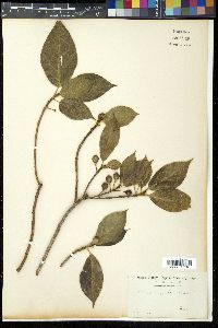 Ficus erecta image