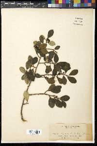 Ficus disticha image