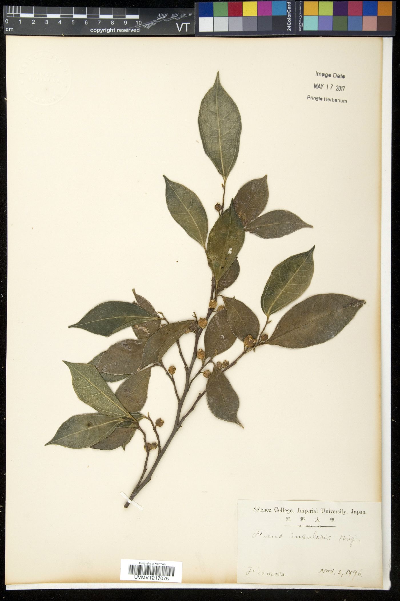 Ficus virgata image