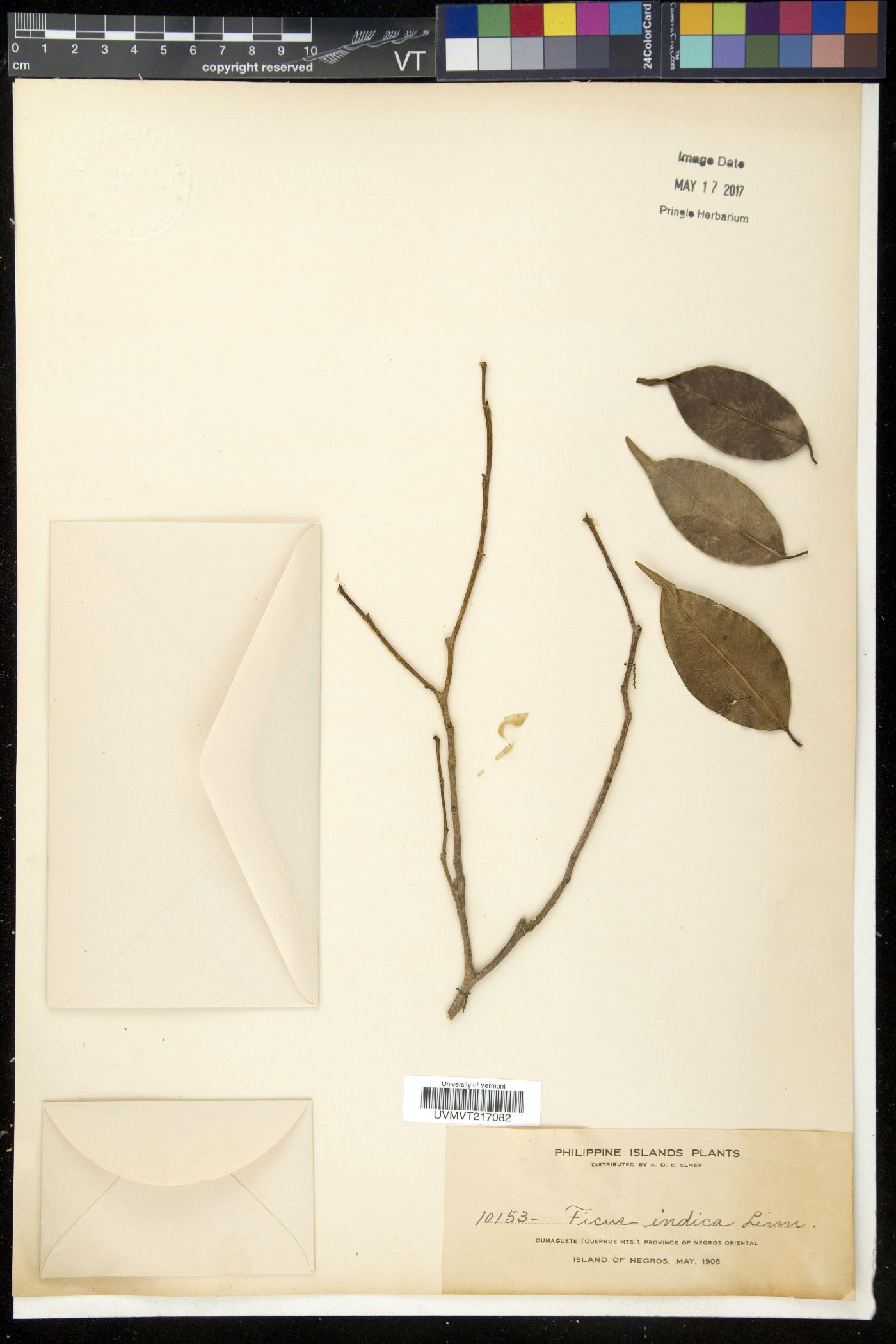 Ficus indica image