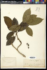 Ficus fistulosa image