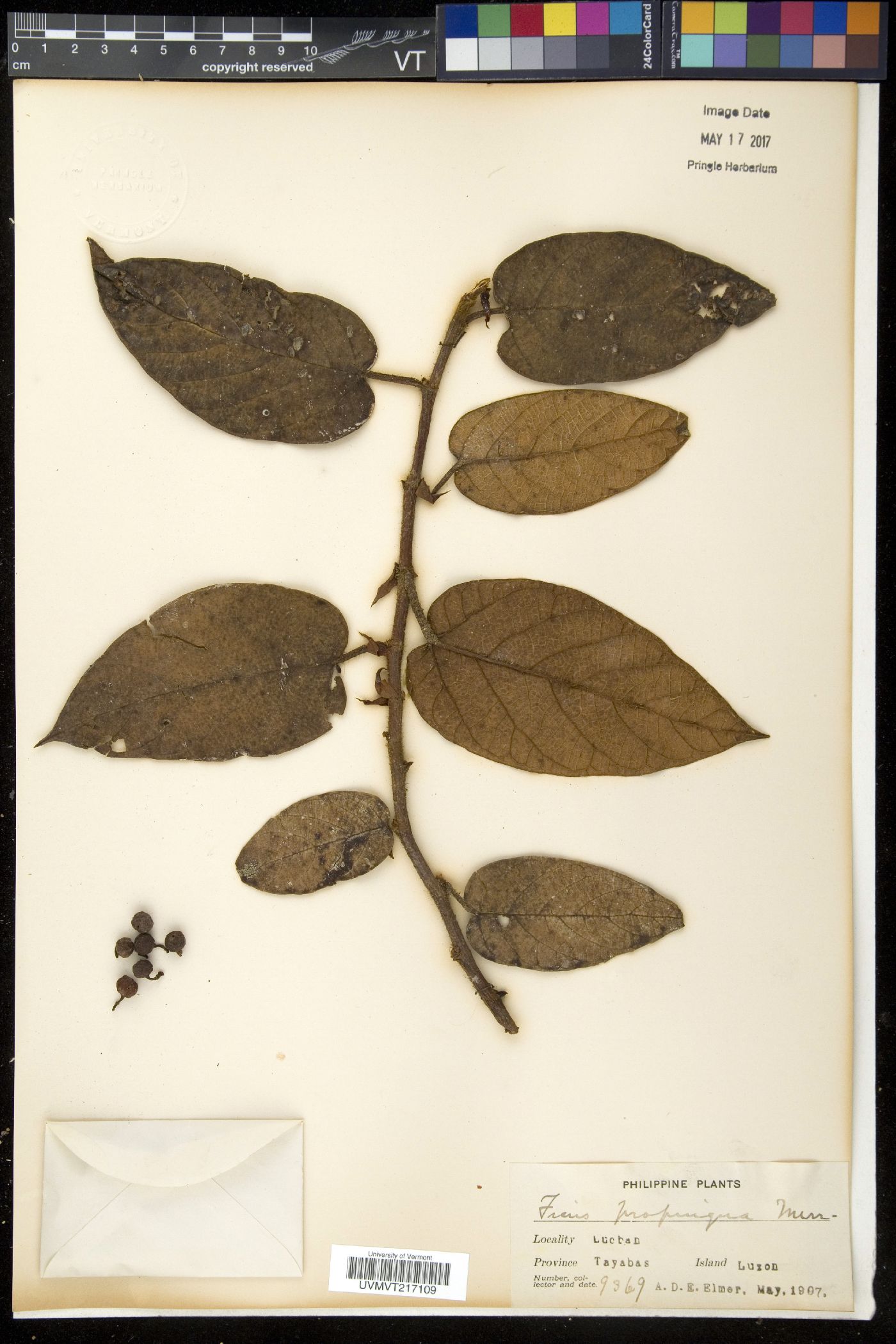 Ficus villosa image