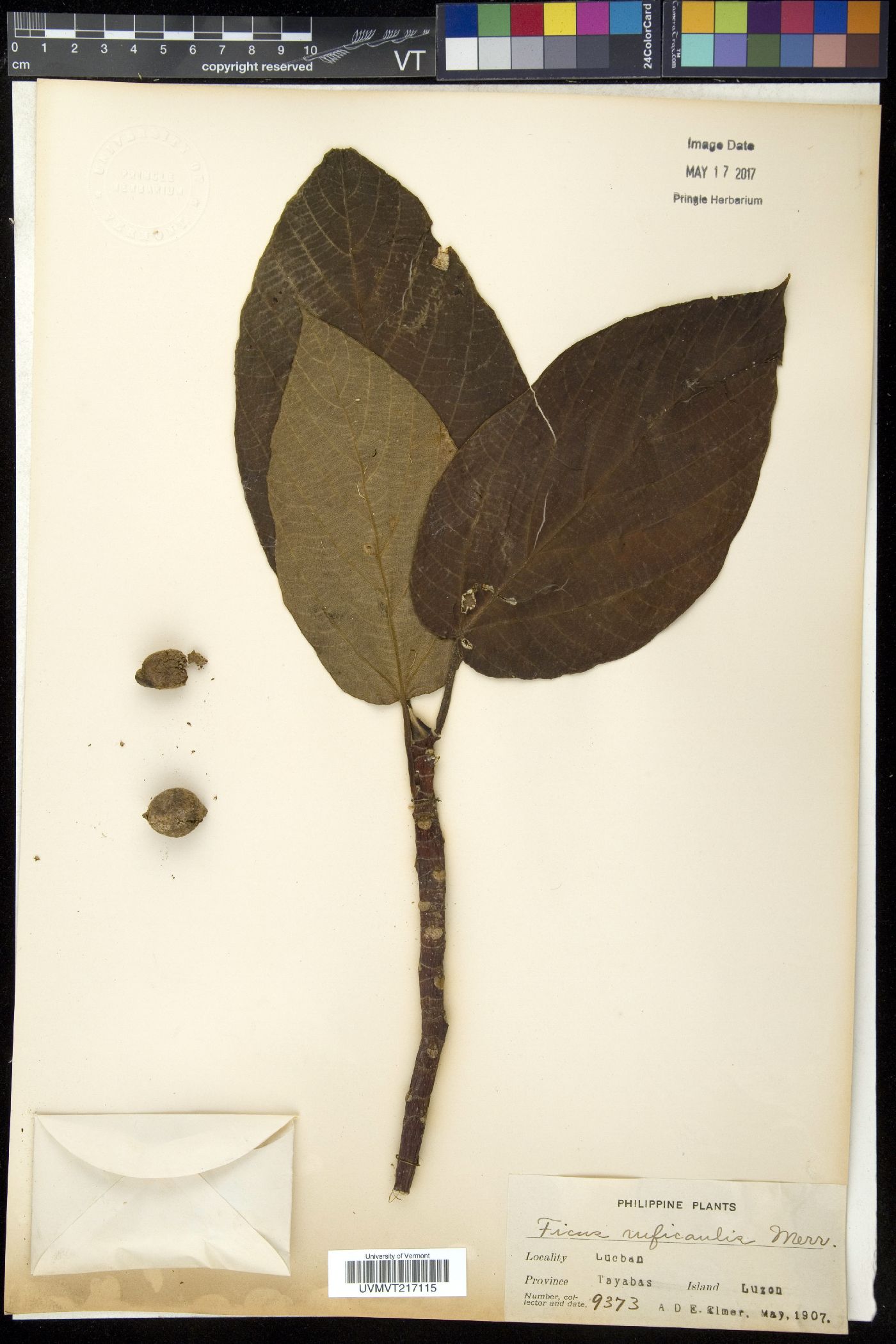 Ficus ruficaulis image