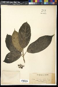 Ficus gul image