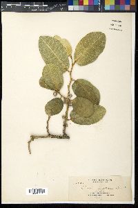 Ficus tinctoria image