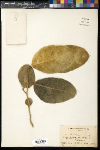 Ficus tinctoria image