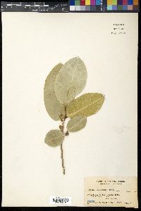 Ficus tinctoria image