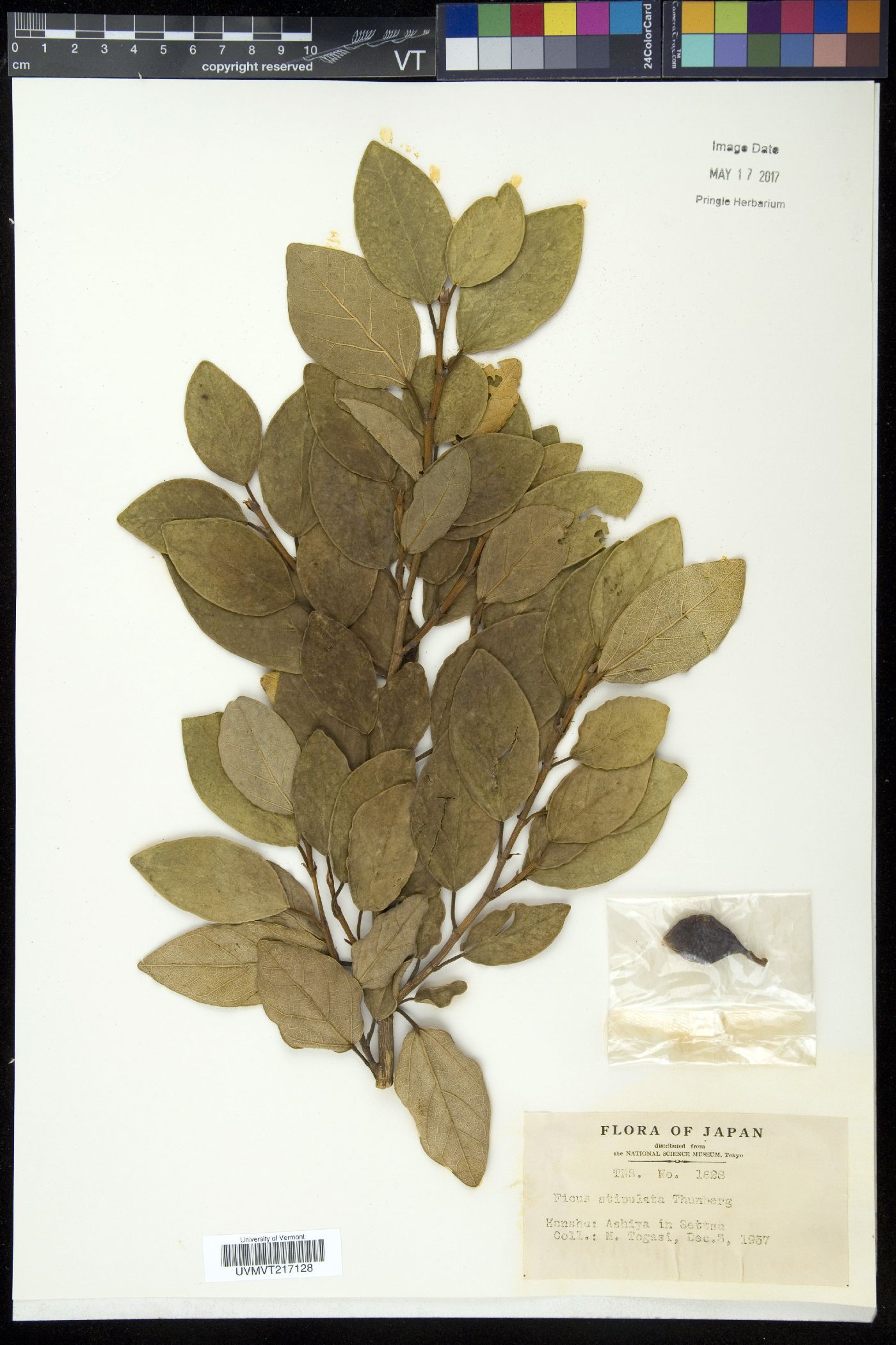 Ficus stipulata image