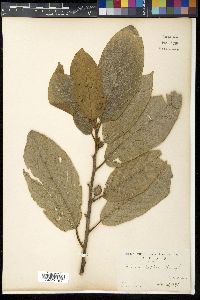 Ficus septica image