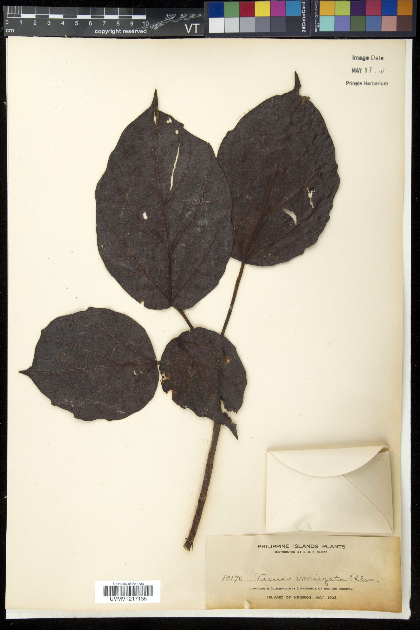 Ficus variegata image