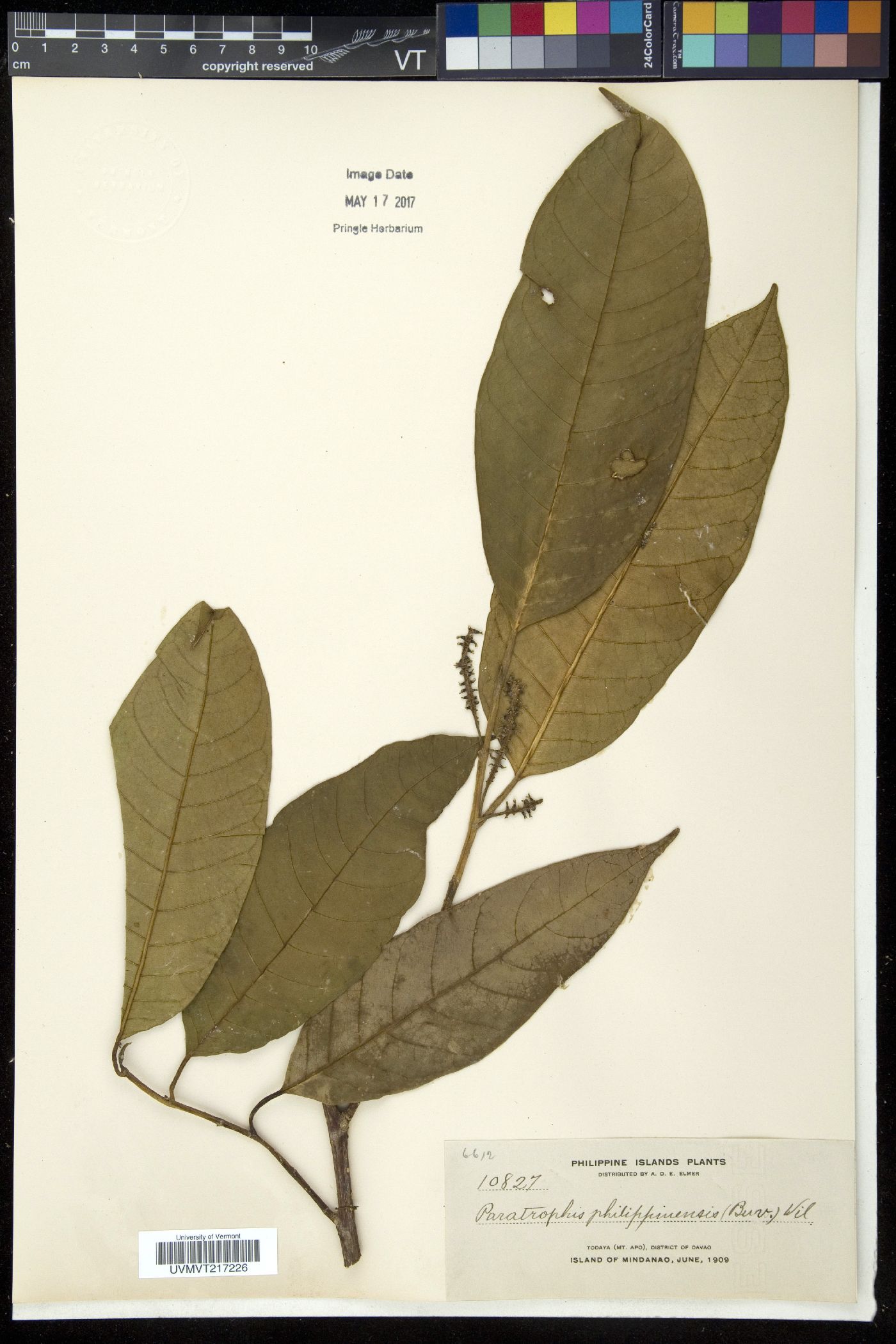 Paratrophis philippinensis image