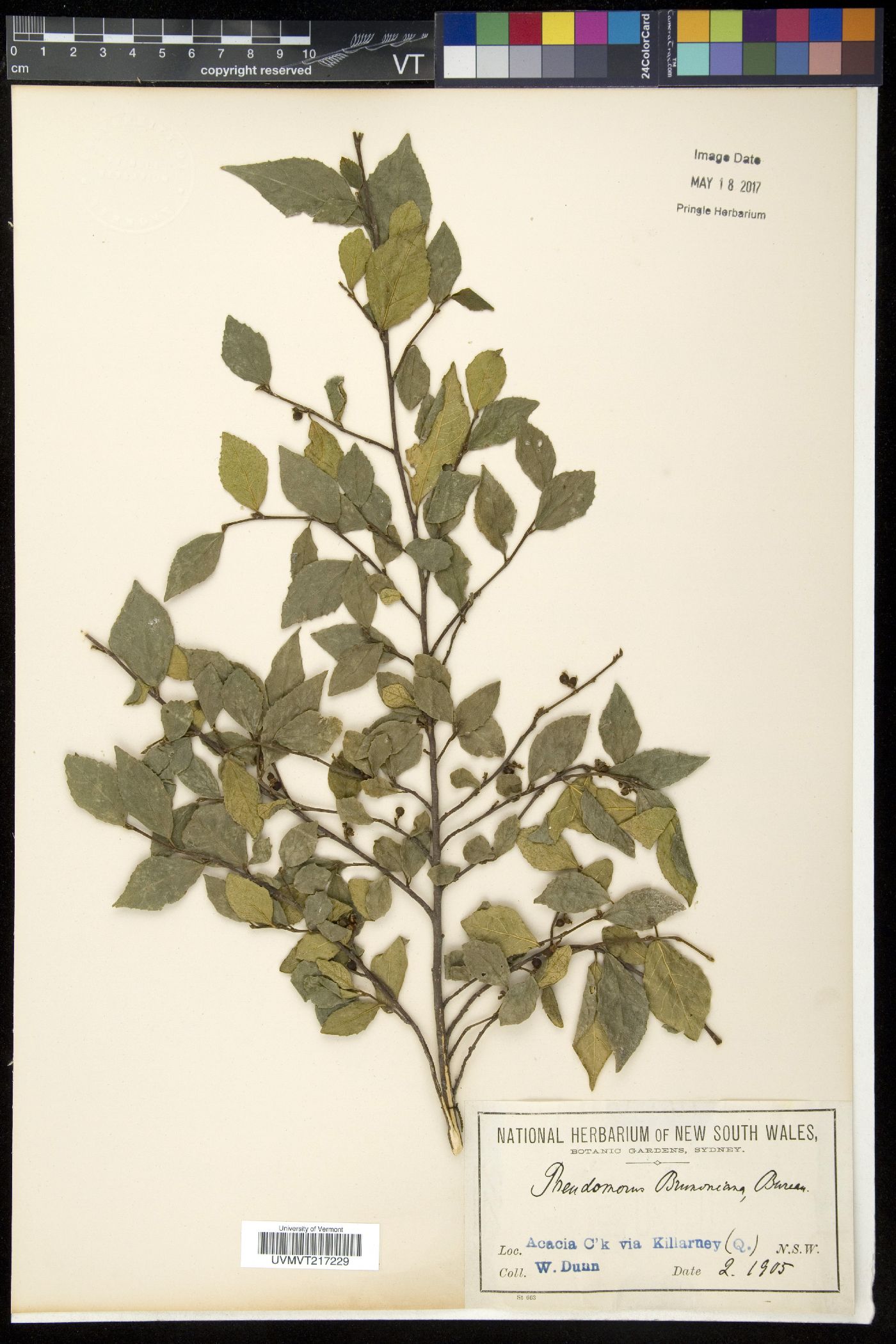 Pseudomorus image