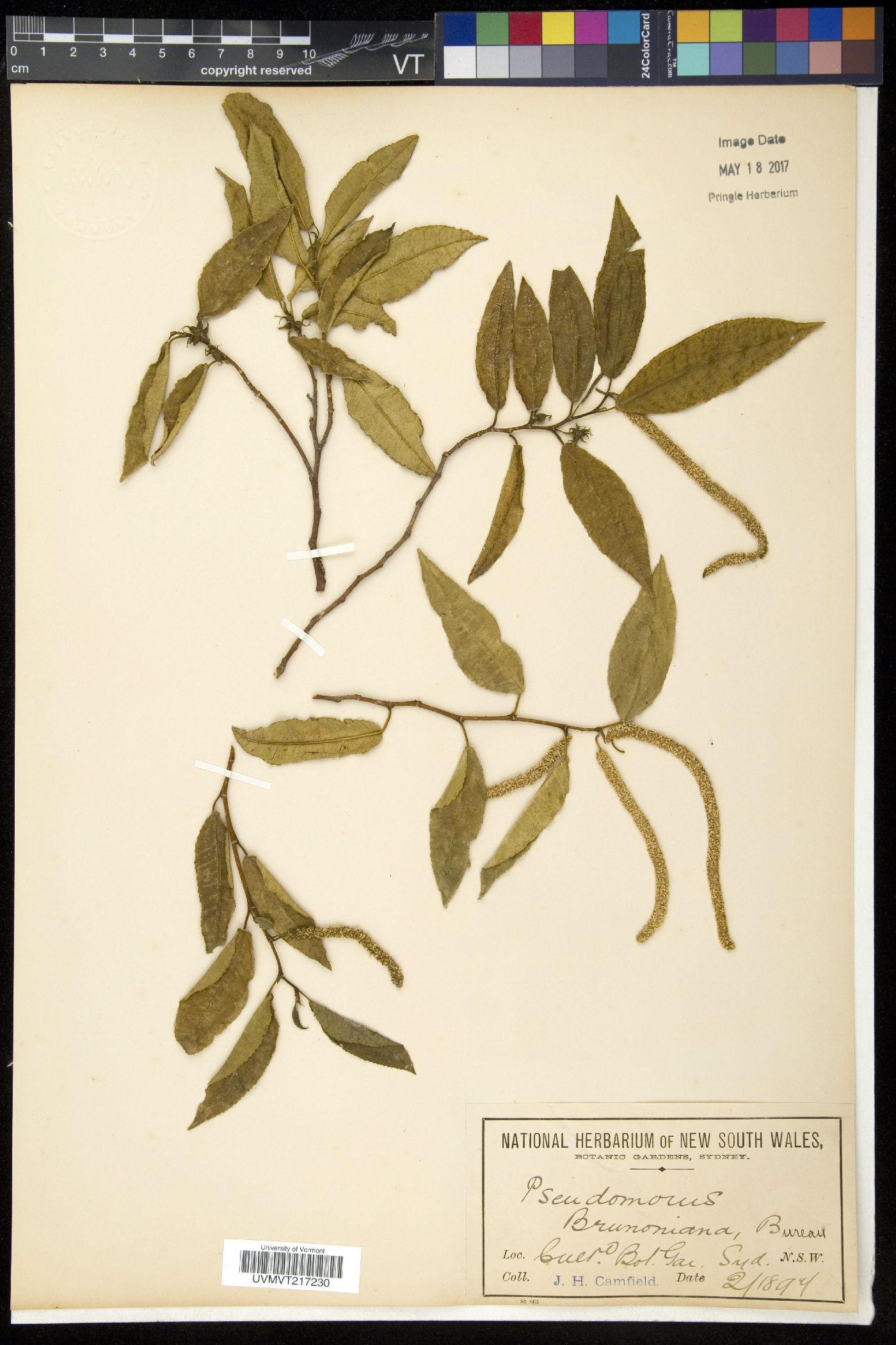 Pseudomorus image