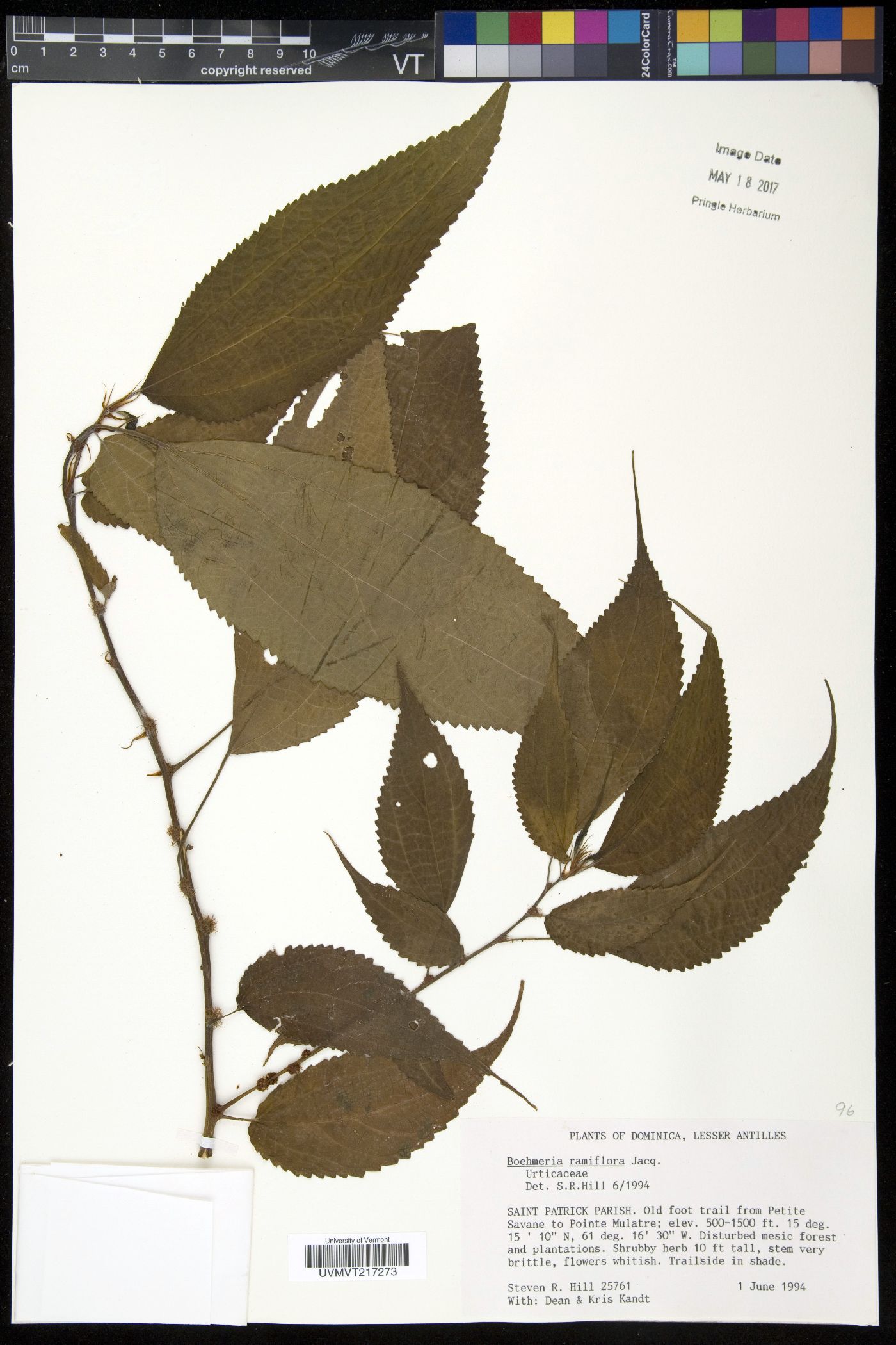 Boehmeria ramiflora image