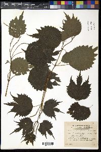 Boehmeria japonica image