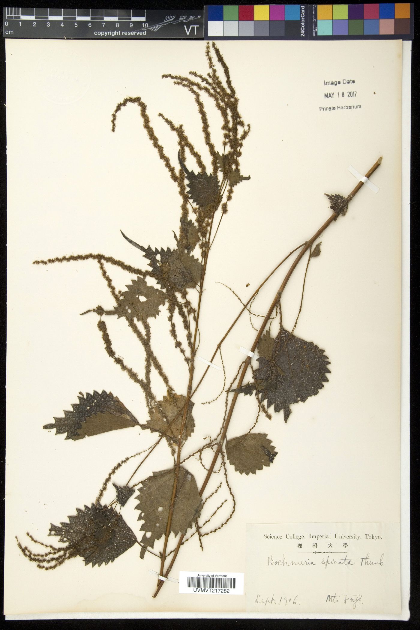 Boehmeria spicata image