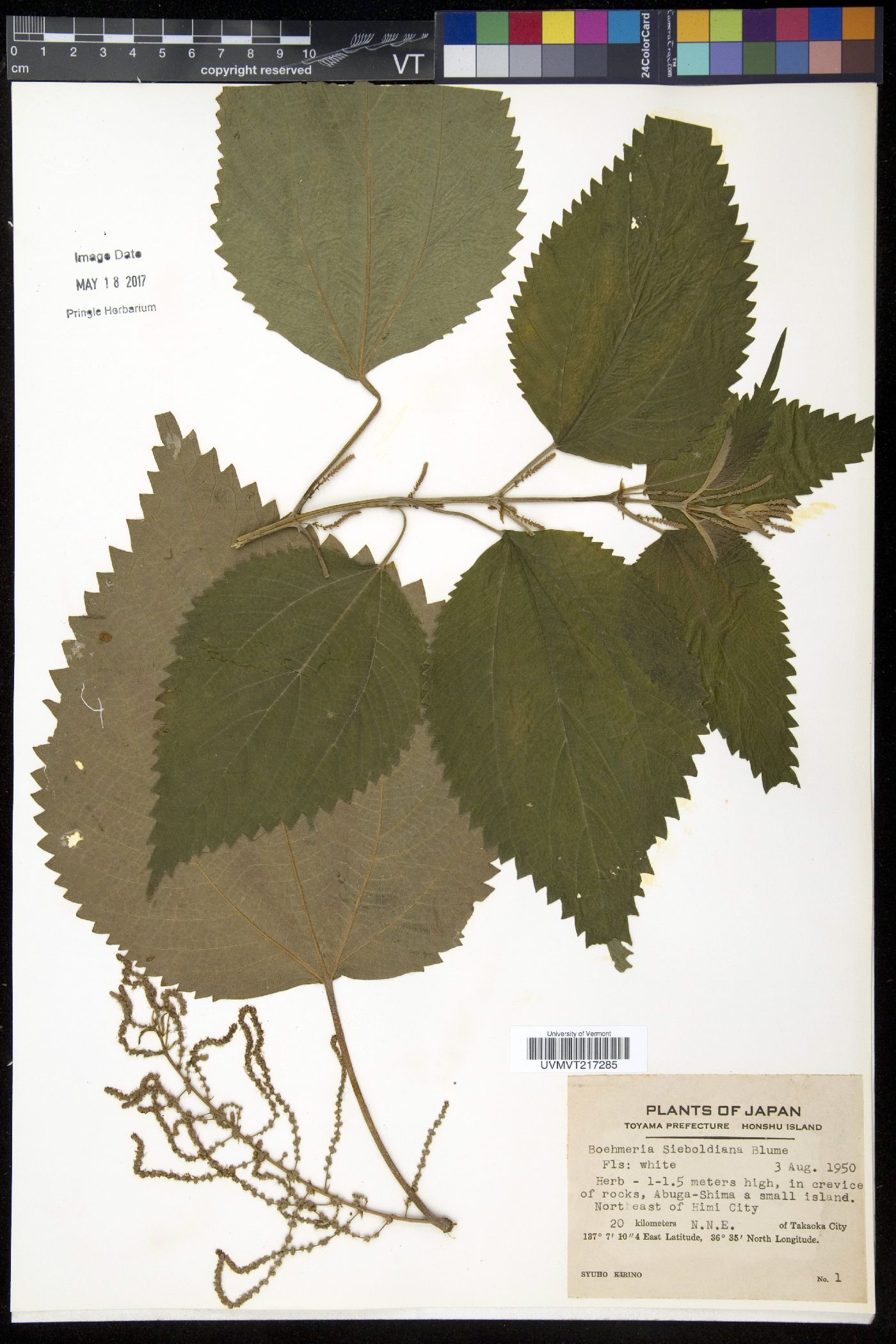 Boehmeria sieboldiana image
