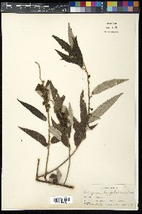 Debregeasia longifolia image