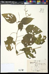 Laportea canadensis image