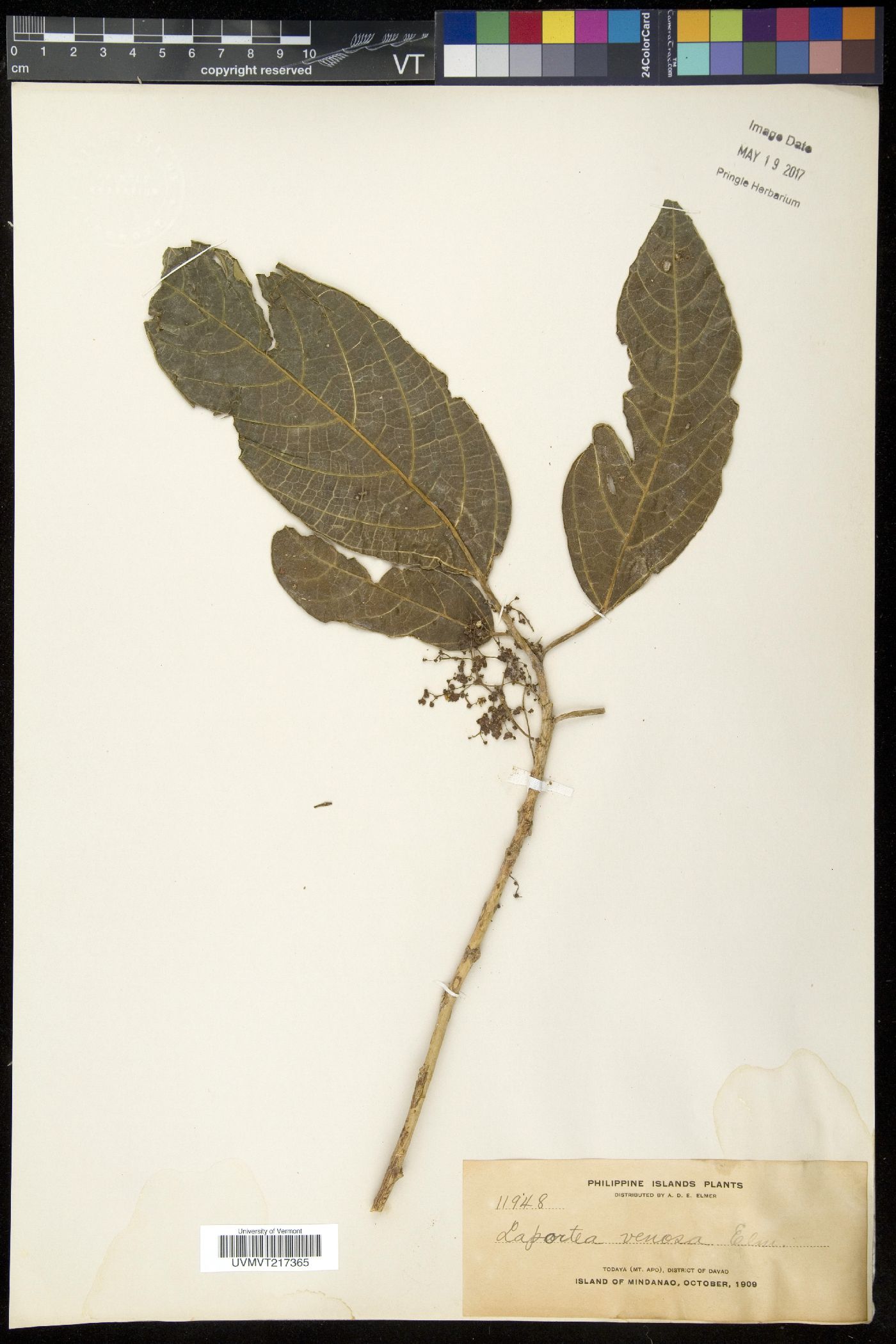 Dendrocnide venosa image