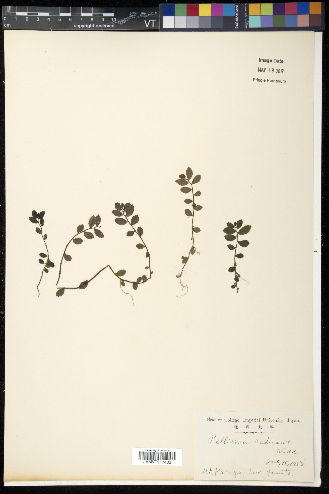 Pellionia radicans image