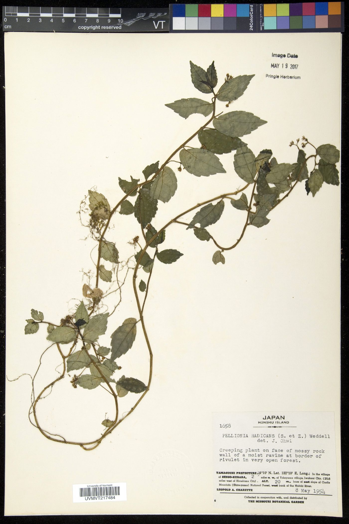 Pellionia radicans image