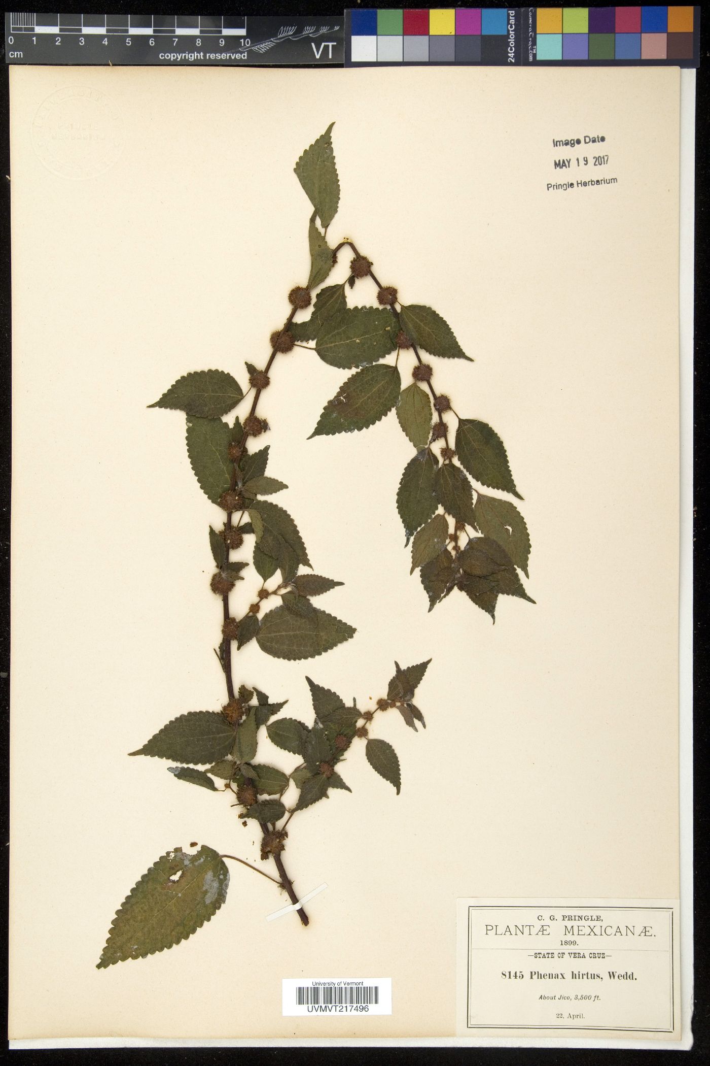 Pellionia image