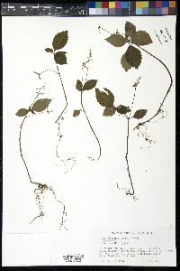 Pilea inaequalis image