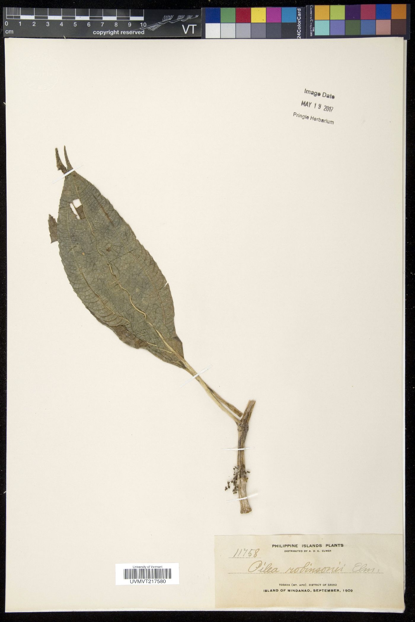 Pilea robinsonii image