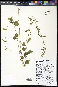 Urtica chamaedryoides image