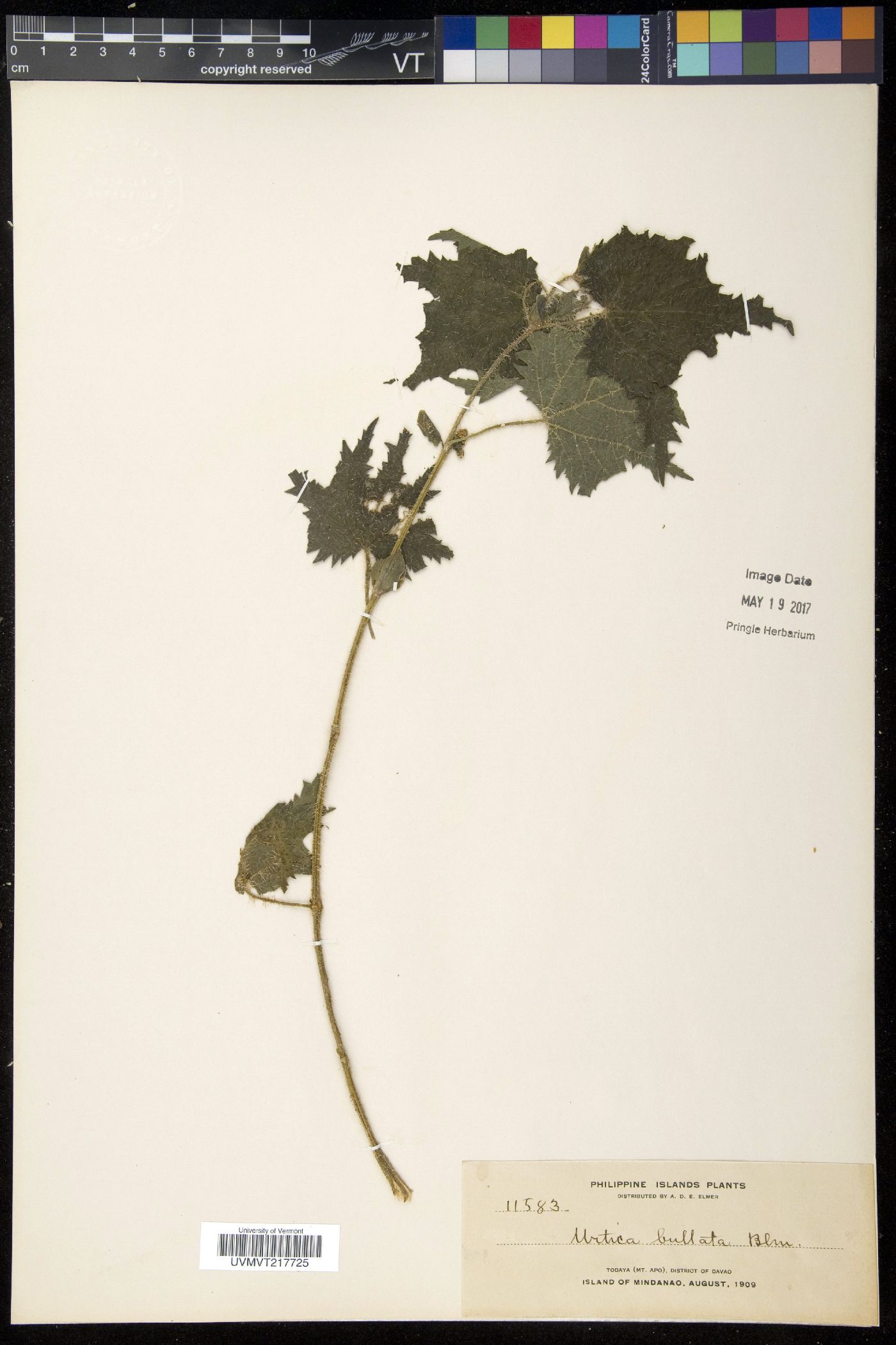 Urtica grandidentata subsp. grandidentata image