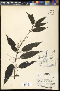 Urtica angustifolia image