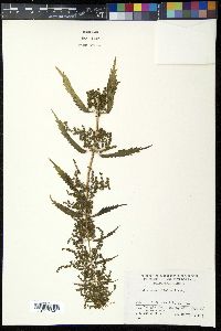 Urtica angustifolia image