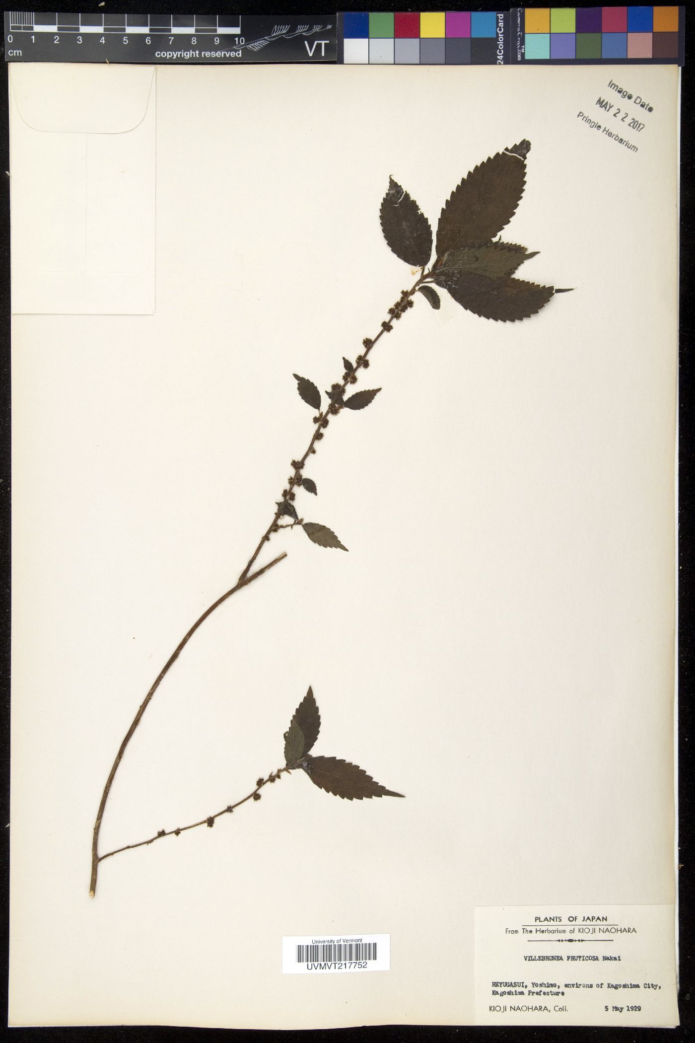 Oreocnide frutescens subsp. frutescens image