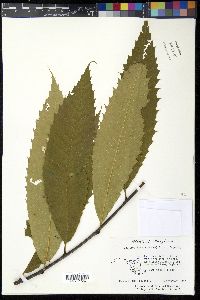 Castanea dentata image